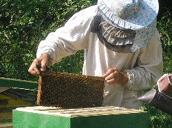 Осмотр улья пчеловодом